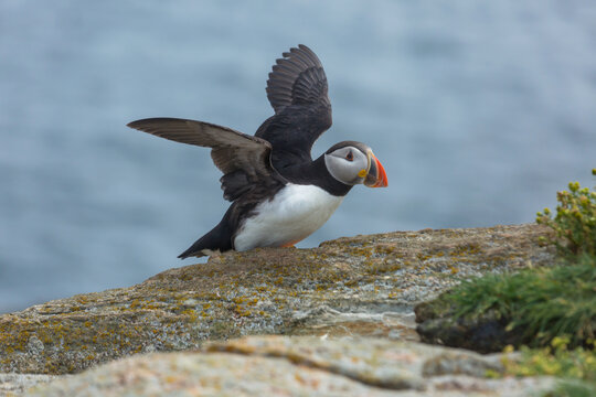 Puffin
