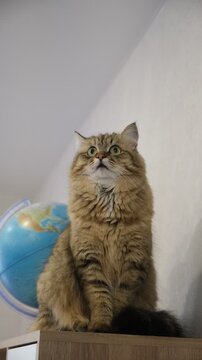 Charming curious cat beside a globe. Exploration, education,  learning, and the wonder of discovering new places, geography.  Childhood curiosity and the thrill of adventure. 