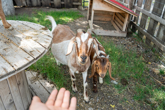 Two cute brown and white goats stand eagerly in a rural farmyard, looking curiously at an outstretched hand. This charming pastoral scene captures a peaceful countryside livestock moment