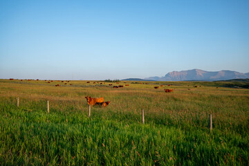 A peaceful landscape photograph featuring a herd of cattle grazing freely in a lush grassland prairie, with distant mountains under a bright blue sky, ideal for rural and farming themes © Viks