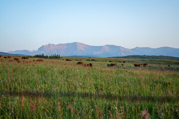A peaceful landscape features cows grazing on a lush green meadow with majestic mountains in the background, creating a serene rural scene ideal for travel and agriculture themes © Viks