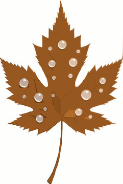 Natural botanical vector illustration of a pointed serrated bronze brown autumn hickory leaf covered in clear glistening water dew drops centered against an isolated clean white background
