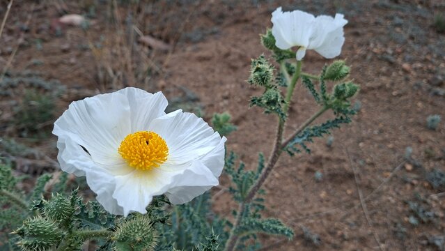 white prickly poppy flower