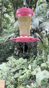 Hummingbirds feeding at a hanging red bird feeder in a tropical garden