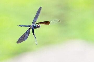 ひらひらと羽ばたくチョウトンボ(Butterfly Dragonfly)の雄 © 水玉模様