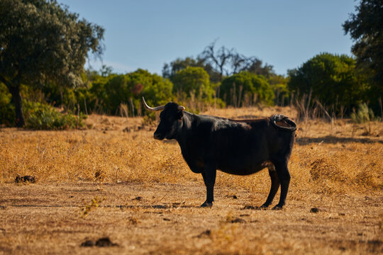 Black horned cattle standing alone in dry Mediterranean pasture