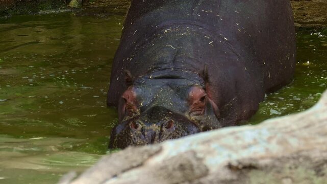 Hippopotamus soaking in the water