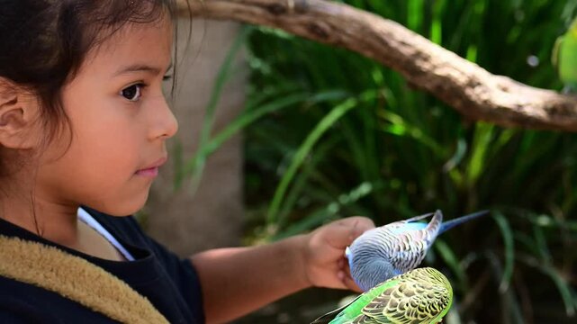 Latina girl feeding Australian parakeets