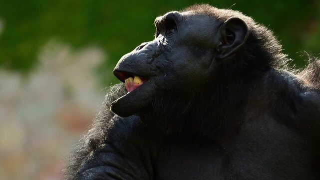 Close-up of a chimpanzee's face