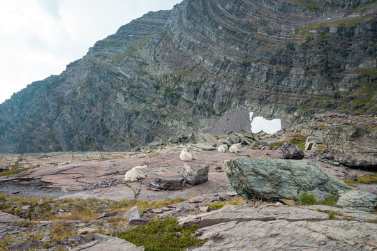 Mountain goats rest peacefully on rugged rocky terrain beneath a towering, steeply angled mountain cliff in a remote wilderness landscape during daylight hours