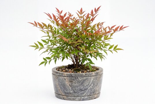 Nandina domestica plant in grey soapstone pot on white background
