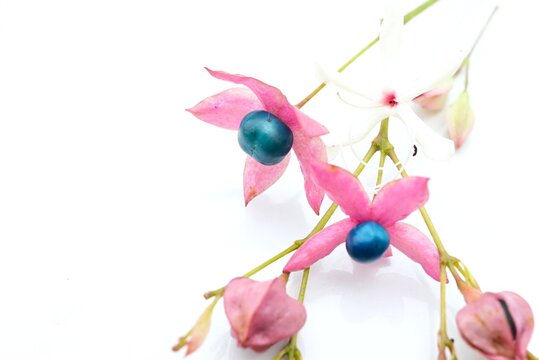  Harlequin glory bower fruit (drupes).Lamiaceae deciduous. The contrast between the vibrant red calyces and the indigo-blue fruit  is beautiful.