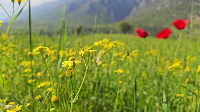 Red poppies rise from a golden-green meadow scattered with yellow wildflowers, framed by rugged mountains under a bright spring sky.
📍 Marivan, Kurdistan, Iran 