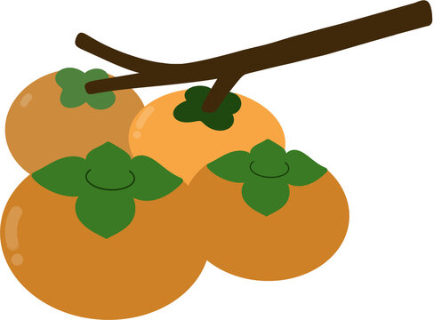 Persimmon
