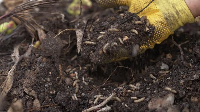 Black soldier fly larvae on food waste. Composting Kitchen Scraps