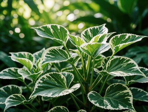 Close up of Polyscias balfouriana leaves with white variegated patterns. Fresh green foliage grows in tropical garden under soft sunlight. Variegated Balfour Aralia shrub shows beautiful texture,