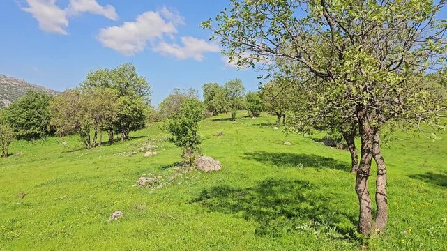 Scattered trees and small boulders dot a vibrant green meadow beneath a bright spring sky brushed with soft clouds.
📍 Marivan, Kurdistan, Iran 