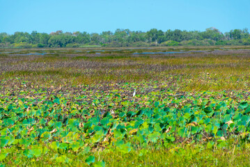 Mamukala Wetlands in Kakadu National Park - Australia © Adwo
