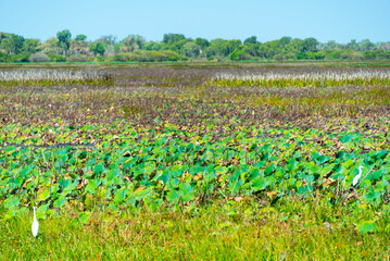 Mamukala Wetlands in Kakadu National Park - Australia © Adwo
