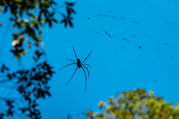 Giant Golden Orb-Weaver Spider - Australian Northern Territory © Adwo