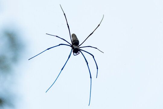Giant Golden Orb-Weaver Spider - Australian Northern Territory