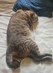 cat. My cats.😸 © somporn
