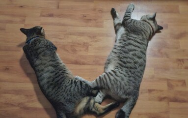 cat. My cats.😸 © somporn