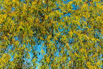 Acacia Multistipulosa Tree - Australian Northern Territory © Adwo