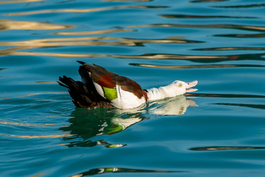 Radjah Shelduck - Australian Northern Territory