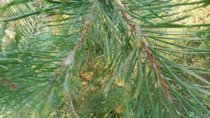 Close up shot of fresh green pine needles on branches in the forest during a sunny summer day © Irinka Dimkovna