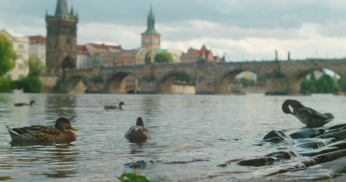 Ducks rest on the Vltava River beneath Charles Bridge, capturing peaceful Prague sightseeing and riverside travel charms