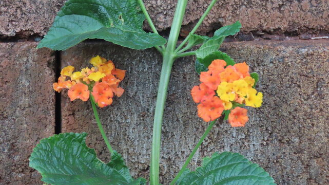 yellow flower in a garden