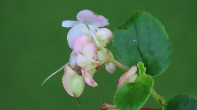 pink orchid flower