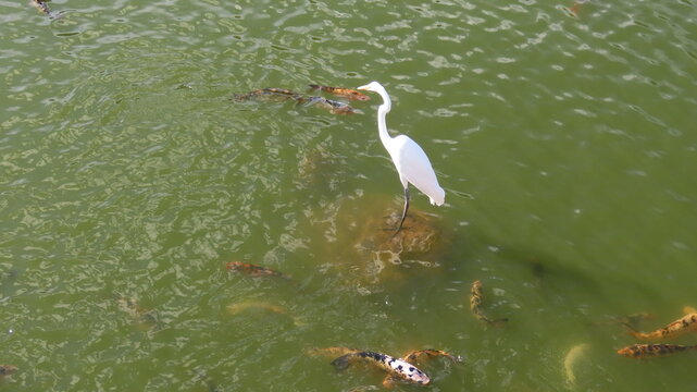 great blue heron
