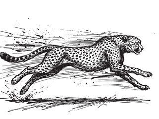 Black and white etched cheetah running on grass, spotted feline vector illustration, detailed ink drawing © হরি চাঁদের চাঁদ