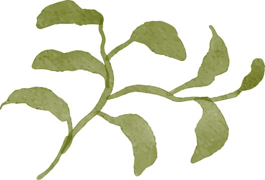 Watercolor illustration of a delicate green vine with leaves hand painted botanical element on a transparent background