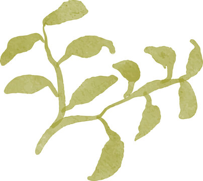Stylized olive branch with leaves hand drawn watercolor effect isolated on white background
