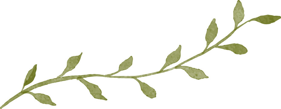 Delicate watercolor illustration of a light green olive branch with small leaves isolated on a transparent background evoking nature and simplicity.
