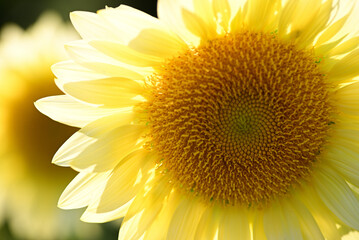 Close-Up of a White Sunflower Backlit by Sunlight.（白いひまわり）2 © Kouji_film