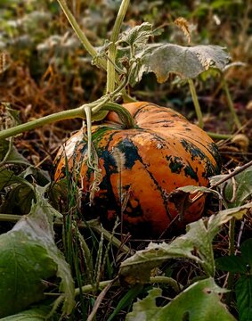 Low angle shot of a striped orange and green heirloom pumpkin growing on the ground among vines.