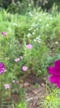 秋のコスモスと背景素材