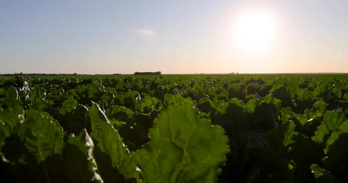 Young green beet plant sprouts on garden patch land, small organic beetroot vegetable bushes growing out of dry soil beds in countryside