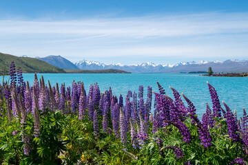 Fototapeta premium Lupins near Lake Tekapo