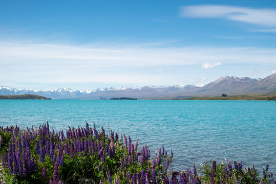 Lupins near Lake Tekapo
