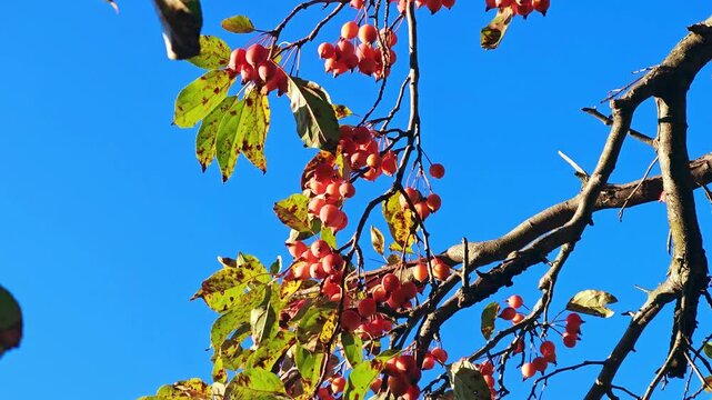 A close-up view of a crabapple tree branch with clusters of small orange-red fruits and early autumn leaves marked with brown spots. The branch moves gently in the breeze against a clear blue sky.
