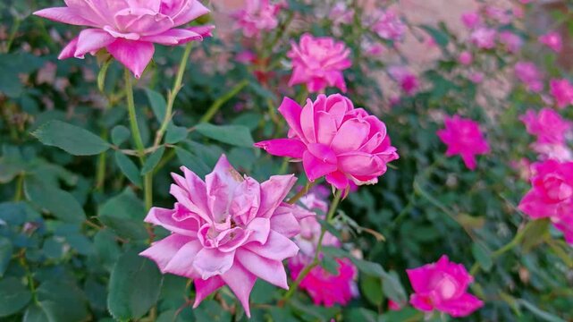 Bush of pink roses growing outdoors in a garden, with lush green foliage and delicate blooming flowers. Natural floral background, romantic garden scene, spring and summer nature.