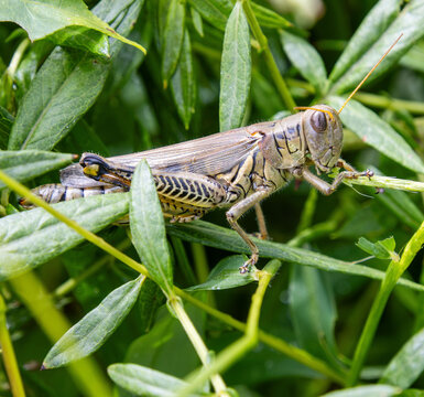 differential grasshopper Melanoplus differentialis pest herringbone pattern hind legs in green grass