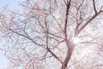 Fototapeta premium A flowering tree in spring, its pink blossoms catch bright sunlight filtering through bare upper branches against a clear light blue sky.