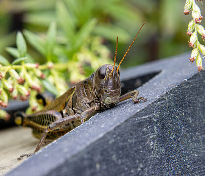differential grasshopper Melanoplus differentialis pest herringbone pattern hind legs getting out after rain