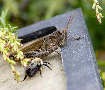bumble bee and differential grasshopper Melanoplus differentialis pest herringbone pattern hind legs getting out after rain